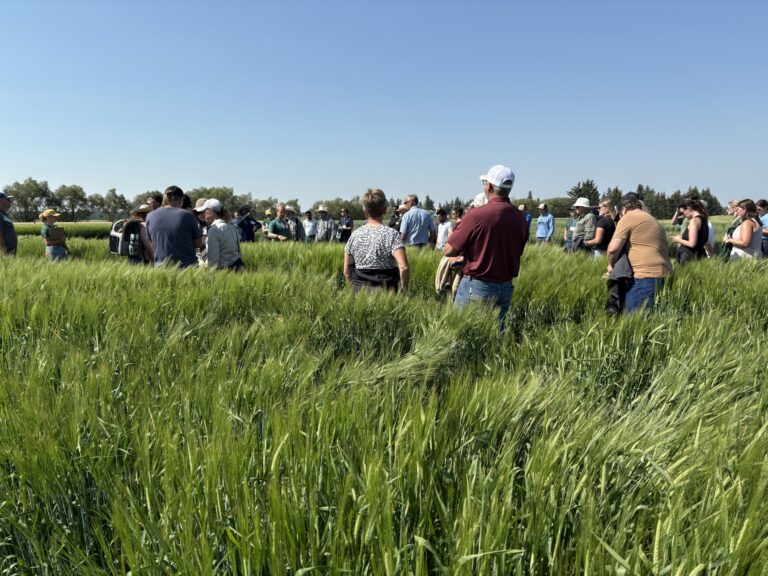 RDAR invests $5.2 million in Western Crop Innovations to support barley and triticale breeding