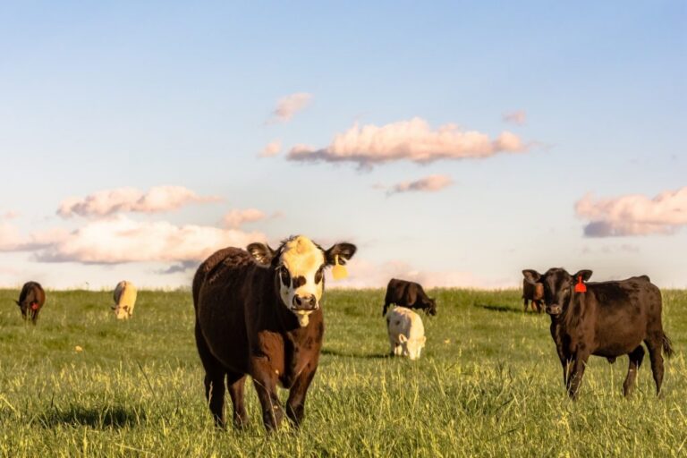 Ag-tech startup looks to make virtual fencing more accessible to ranchers