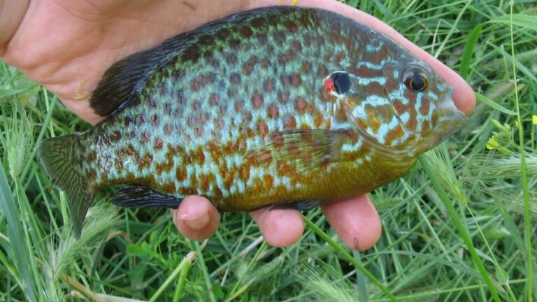 Invasive species Pumpkinseed fish confirmed near Edmonton