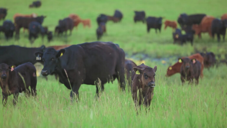 Alberta, BC cattle groups team up to help producers affected by wildfires