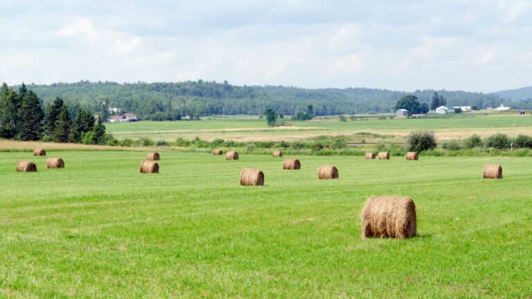Financial pressures threaten long-term viability of BC farms: report