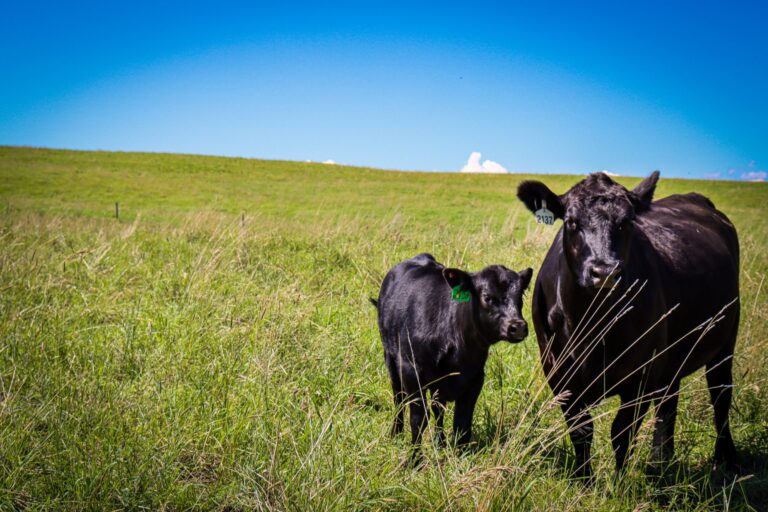 University of Calgary ranch provides beef to campus food hub