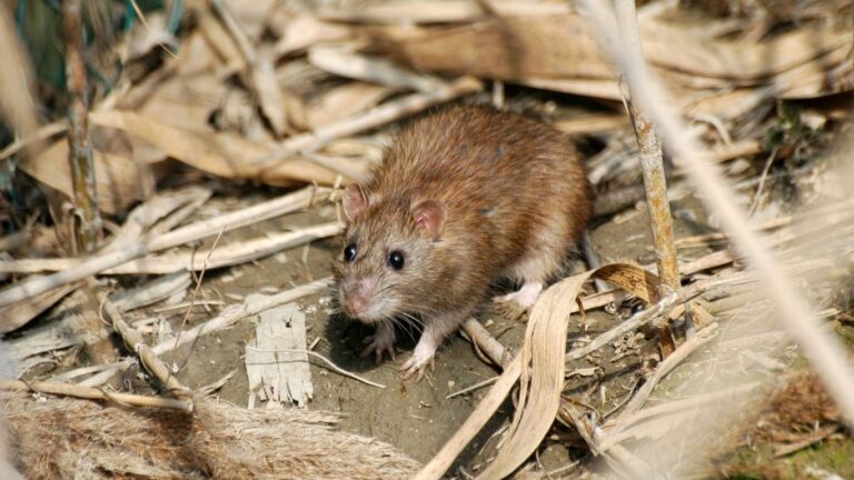 Rat Patrol called in after dead rat found in Bowden, Alberta