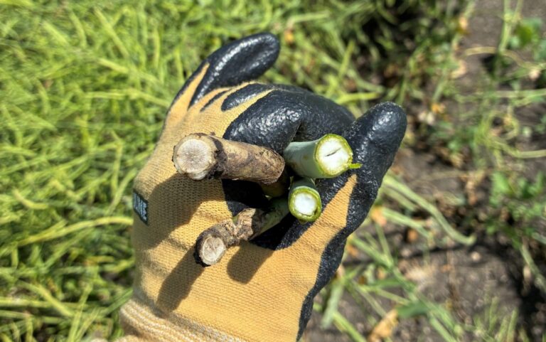 Verticillium Stripe an Emerging Challenge for Western Canadian Canola Growers