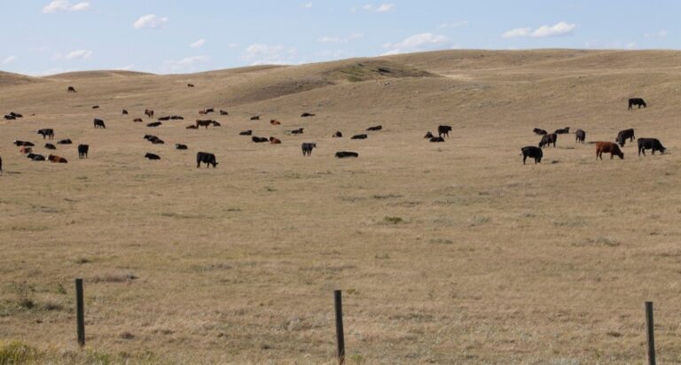 Ottawa announces initial regions eligible for 2026 livestock tax deferral