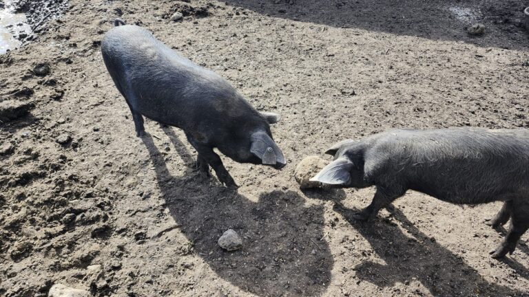Feds offer support to improve swine health surveillance in Canada